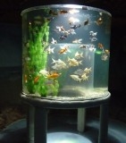 Aquarium-49