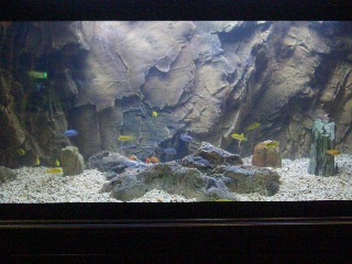 Aquarium-77