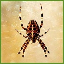 Spiders and Lizards Control