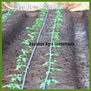 Drip Irrigation System for Green House